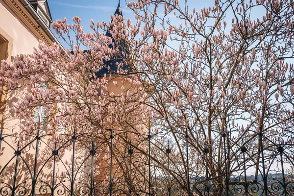 Luxembourg April 2022 Cherry Blossom Grand Duchy Capital — Stockfoto