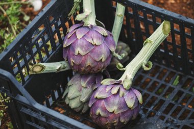 İtalya 'nın güneyinden taze enginarlar, Puglia