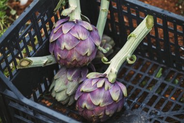 İtalya 'nın güneyinden taze enginarlar, Puglia