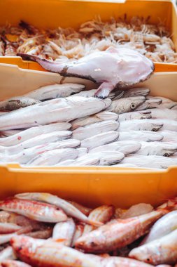 Puglia, İtalya 'daki yerel balık pazarından taze balıklar.