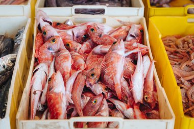 Puglia, İtalya 'daki yerel balık pazarından taze balıklar.