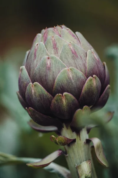 Fresh Raw Artichokes South Italy Puglia — Stock Photo, Image