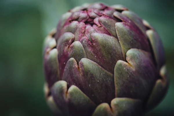 Fresh Raw Artichokes South Italy Puglia — Stock Photo, Image