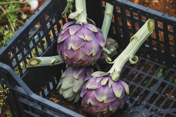İtalya 'nın güneyinden taze enginarlar, Puglia