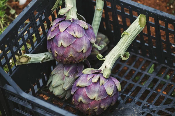 İtalya 'nın güneyinden taze enginarlar, Puglia