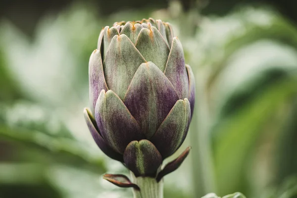 Fresh Artichokes South Italy Puglia — стоковое фото