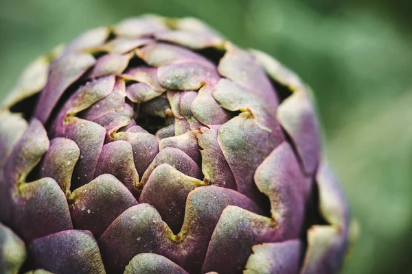 İtalya 'nın güneyinden taze enginarlar, Puglia
