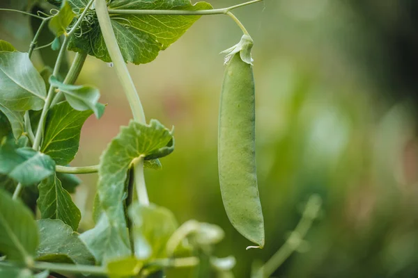 Fresh green peas from the local farm market in Mola di Bari, Puglia