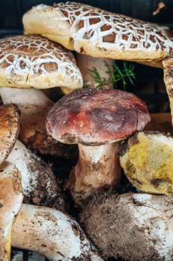 Bunch of delicious fresh Porcini mushrooms from Italy