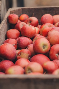 Çiftlikteki ağaçlardan toplanmış taze elmalarla dolu bir kutu.