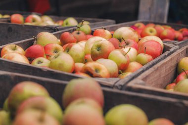 Çiftlikteki ağaçlardan toplanmış taze elmalarla dolu bir kutu.