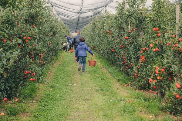 stock image Steinsel, Luxembourg-September 2022: Collecting fresh apples from trees in a farm