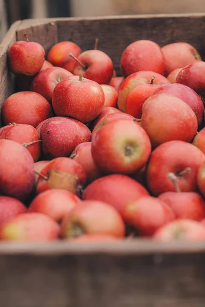 Steinsel Luxemburg September 2022 Sammeln Frischer Äpfel Von Bäumen Auf — Stockfoto