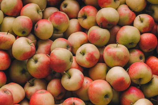 Steinsel Luxemburg September 2022 Sammeln Frischer Äpfel Von Bäumen Auf — Stockfoto