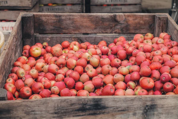 Box Voller Frisch Gesammelter Äpfel Von Bäumen Einem Bauernhof — Stockfoto