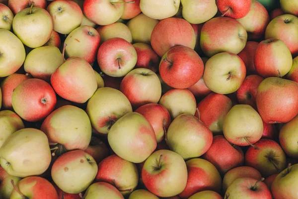 Burk Full Med Nyinsamlade Äpplen Från Träd Gård — Stockfoto