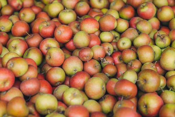 Box Voller Frisch Gesammelter Äpfel Von Bäumen Einem Bauernhof — Stockfoto