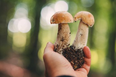 Ormanda güzel Porcini mantarları bulmak