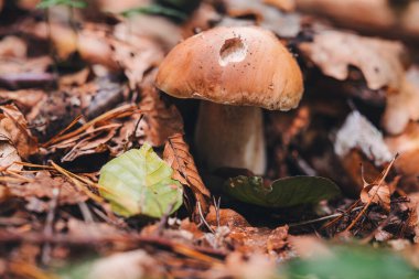 Ormanda güzel Porcini mantarları bulmak