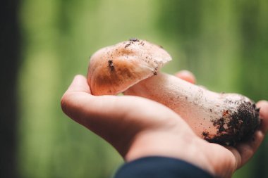 Ormanda güzel Porcini mantarları bulmak