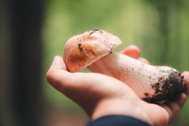Ormanda güzel Porcini mantarları bulmak