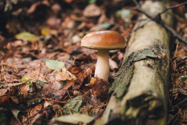 Ormanda güzel Porcini mantarları bulmak