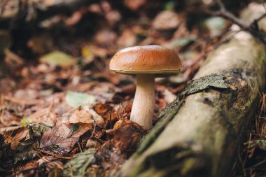 Ormanda güzel Porcini mantarları bulmak