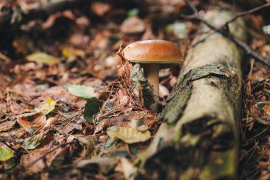 Ormanda güzel Porcini mantarları bulmak