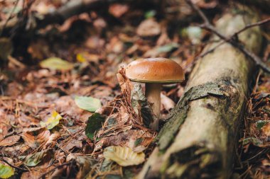 Ormanda güzel Porcini mantarları bulmak