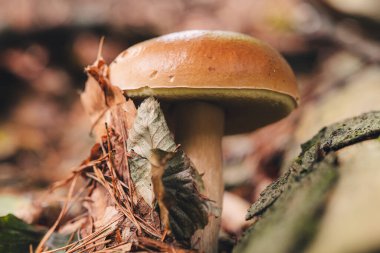 Ormanda güzel Porcini mantarları bulmak
