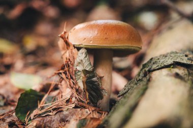 Ormanda güzel Porcini mantarları bulmak