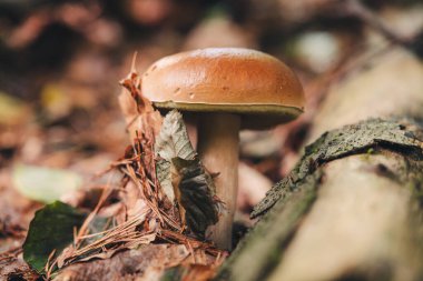 Ormanda güzel Porcini mantarları bulmak