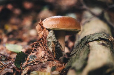 Ormanda güzel Porcini mantarları bulmak