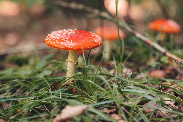 Nyers Amanita Muscaria Gomba Erdőben — Stock Fotó