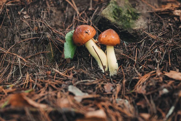 ルクセンブルクの森の野生の生き物キノコ — ストック写真