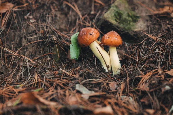 Cogumelo Cru Selvagem Floresta Luxemburgo — Fotografia de Stock