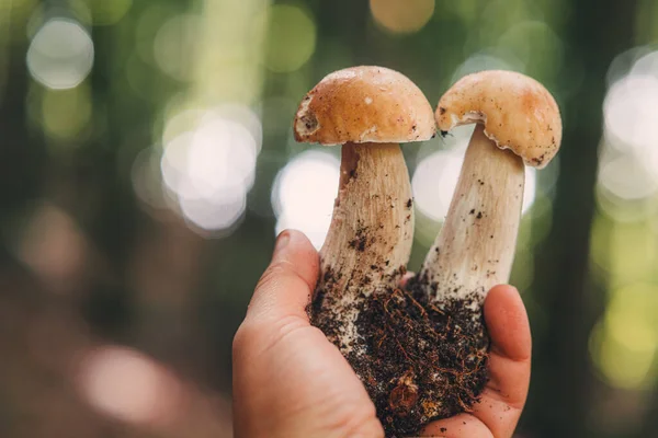 Gyönyörű Porcini Gombát Találni Erdőben — Stock Fotó