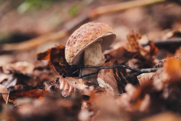 Gyönyörű Porcini Gombát Találni Erdőben — Stock Fotó