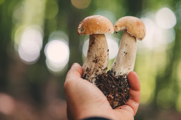 Alla Ricerca Bellissimi Funghi Porcini Nel Bosco — Foto Stock