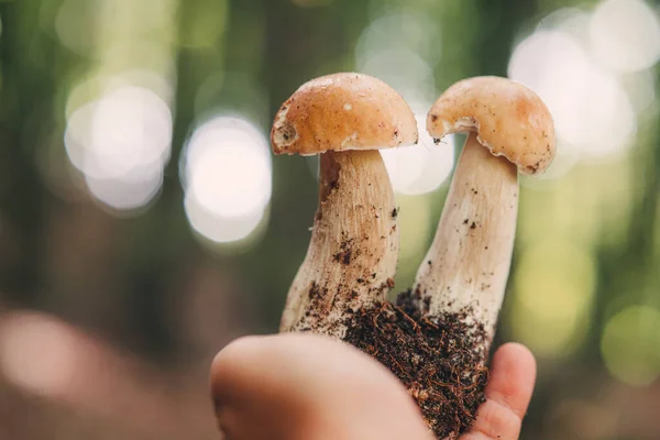 Finding Beautiful Porcini Mushrooms Forest — Stock Photo, Image