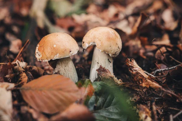 속에서 아름다운 포르치니 버섯을 발견하다 — 스톡 사진