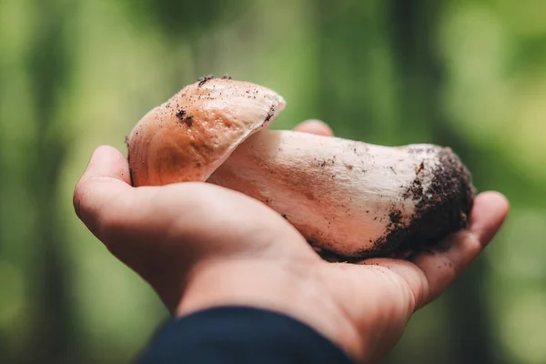 Alla Ricerca Bellissimi Funghi Porcini Nel Bosco — Foto Stock