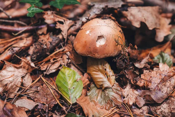 Gyönyörű Porcini Gombát Találni Erdőben — Stock Fotó