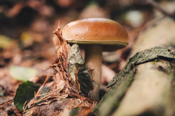 Gyönyörű Porcini Gombát Találni Erdőben — Stock Fotó