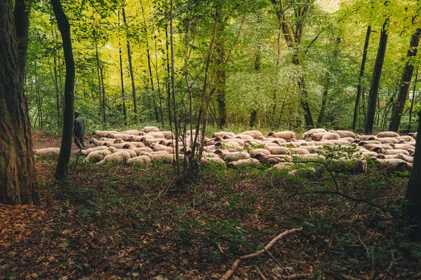 Flock Sheep Grazing Woods — Stock Photo, Image