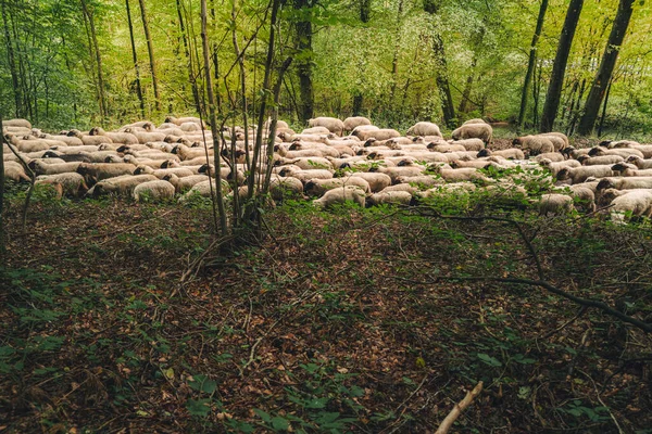 Flock Sheep Grazing Woods — Stock Photo, Image