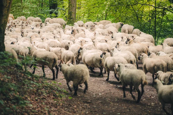 Flock Sheep Grazing Woods — Stock Photo, Image