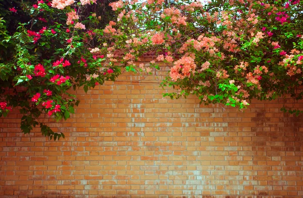 Grunge wall — Stock Photo, Image