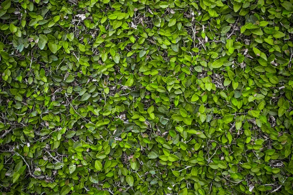 Green leaves — Stock Photo, Image