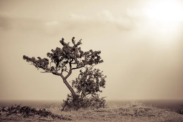 Singolo albero sopra un precipizio — Foto Stock